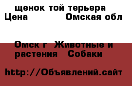 щенок той терьера › Цена ­ 4 500 - Омская обл., Омск г. Животные и растения » Собаки   